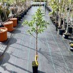 Mandľovník (Prunus amygdalus) ´TEXAS´, výška: 90-120 cm, kont. C3L (-27°C)   